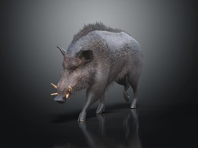 Wild Boar With Thick Mane And Sharp Tusks Standing On Dark Reflective Surface 3d model