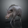 Wild Boar With Thick Mane And Sharp Tusks Standing On Dark Reflective Surface 3d model