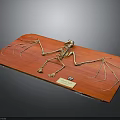 Detailed Bat Skeleton Exhibited On Red Display Board With Label 3d model