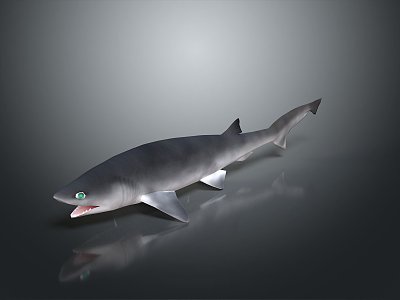 Shark cartoon shark great white shark whale shark hammerhead shark tiger shark man-eating shark blue shark freshwater fish 3d model