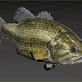 Largemouth Bass Freshwater Aquatic Fish With Golden Striped Body And Open Mouth