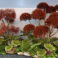 Decorative Plant Combination With Red Brown Foliage Green Large Leaves And Stones