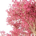 Beautiful Lush Arbor With Dense Vibrant Pink Blossoms And Light Trunk