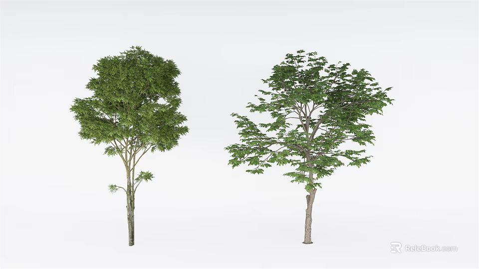 Two Green Leafy Trees With Thick Trunks And Lush Foliage In White Background 3d model