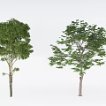 Two Green Leafy Trees With Thick Trunks And Lush Foliage In White Background 3d model