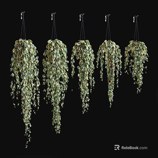 Stylish Hanging Basket Plants With Lush Trailing Green Leaves For Indoor Home Decor 3d model 