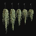 Stylish Hanging Basket Plants With Lush Trailing Green Leaves For Indoor Home Decor