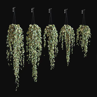 Stylish Hanging Basket Plants With Lush Trailing Green Leaves For Indoor Home Decor 3d model