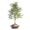 Round Concrete Tree Planter With Yellow Wrapped Trunk And Healthy Green Tree