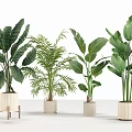 Indoor Decorative Potted Plants with Various Tropical Leaves and Modern Pots