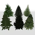 Various Evergreen Arbor Species With Dark And Light Green Foliage On White Background