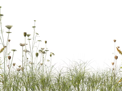 Natural Grasses and White Yellow Flowers of Various Heights with Buds on White Background 3d model