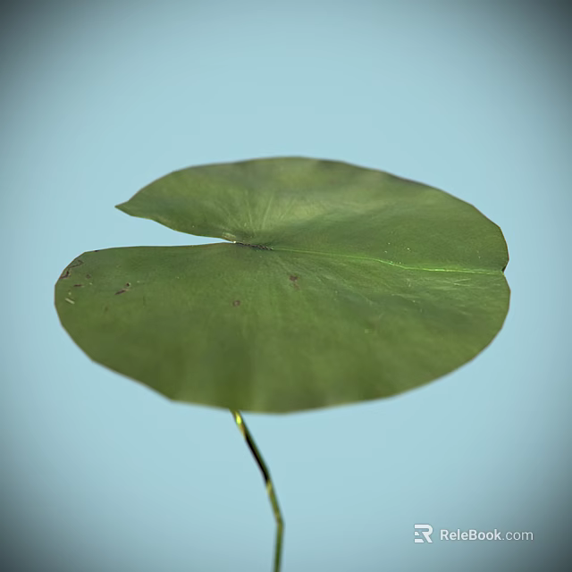 Vibrant Green Lotus Leaf Against Light Blue Background In Clear View 3d model 