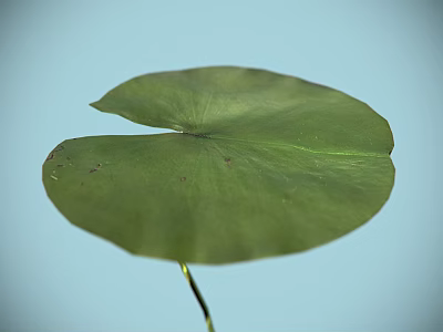 Vibrant Green Lotus Leaf Against Light Blue Background In Clear View 3d model