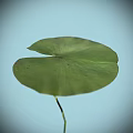 Vibrant Green Lotus Leaf Against Light Blue Background In Clear View 3d model