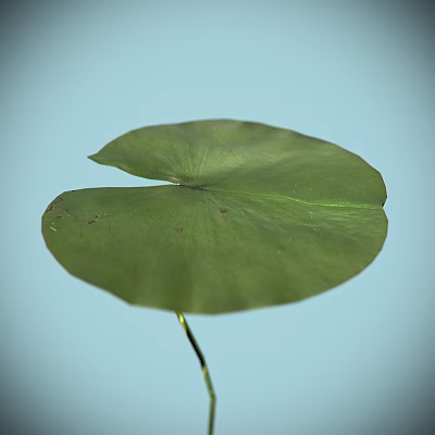 Vibrant Green Lotus Leaf Against Light Blue Background In Clear View 3d model