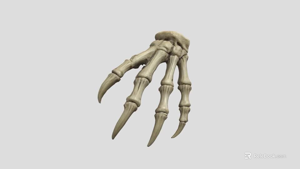 Realistic Animal Paw Skeleton With Sharp Talons And Detailed Bone Structure 3d model