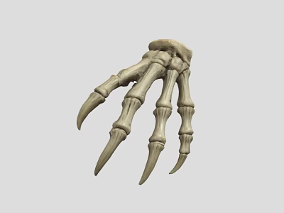 Realistic Animal Paw Skeleton With Sharp Talons And Detailed Bone Structure 3d model