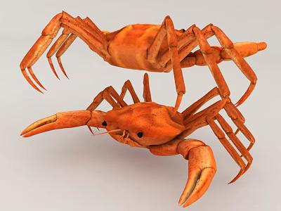 Two Orange Crabs As Aquatic Animals With Detailed Claws In Stacked Posture 3d model