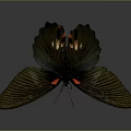Dark Colored Butterfly With Spread Wings And Red Orange Spots On Gray Background