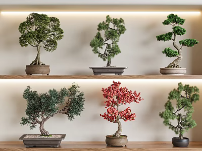 Various Bonsai Plants Indoor Display With Multiple Shaped Trees Green Red Foliage On Wooden Shelves 3d model