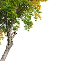 Tall Slender Arbor Tree With Rough Trunk And Yellow Green Leaves