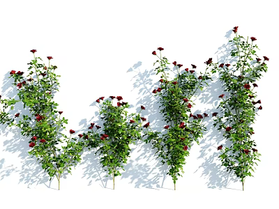 Lush Climbing Garden Shrubs With Red Flowers Green Leaves And Shadows 3d model