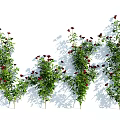 Lush Climbing Garden Shrubs With Red Flowers Green Leaves And Shadows