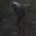 3D Model Of Aquatic Animal Frog Showing Realistic Body Structure And Long Legs