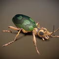 Green and Black Patterned Beetle With Brown Legs and Detailed Body