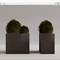 Two Bonsai Plants In Square Concrete Planters With Green Spherical Foliage