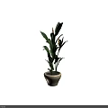 Bonsai Potted Plant With Green Leaves And Yellow Flowers In White Ceramic Pot For Indoor