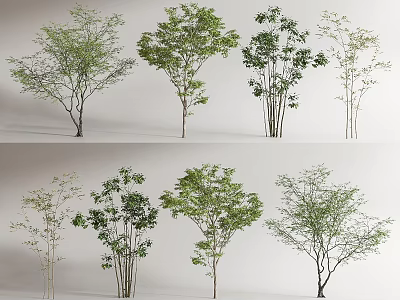 Various Arbor Trees With Green Foliage And Different Trunk Structures For Landscape Design 3d model