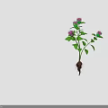Growing Plant With Purple Flowers Green Leaves Green Stem And Visible Roots