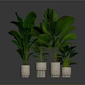 Large Green Leaf Plants In White Pots Arranged On Dark Surface 3d model
