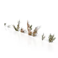 3D Grass Bush Models With Different Shapes And Colors On White Background