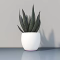 Minimalist Potted Succulent Plant With White Pot And Long Green Speckled Leaves On Blue Tabletop