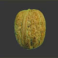 Whole Golden Brown Walnut with Textured Shell Natural Healthy Nut Snack Option