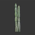 Green Columnar Cactus Plant With Multiple Stems On Dark Background With Reflection