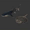 Whale Shark And Spotted Ray Detailed Ocean Creature Models On Dark Surface