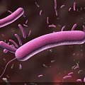 3D Rendered Microscopic View Of Purple Bacteria Microorganisms On Red Background