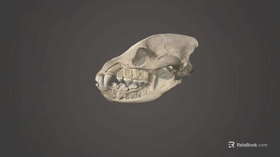Detailed Animal Skull Anatomical Structure With Visible Teeth On Gray Background 3d model 