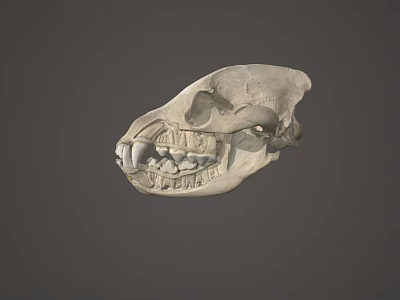 Detailed Animal Skull Anatomical Structure With Visible Teeth On Gray Background 3d model