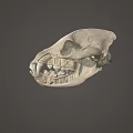 Detailed Animal Skull Anatomical Structure With Visible Teeth On Gray Background