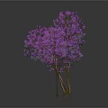 Three Purple Trees With Purple Foliage On White Background And Clear Reflections