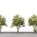 Modern Landscape Trees Courtyard Trees Street Trees Landscaping Trees 3d model