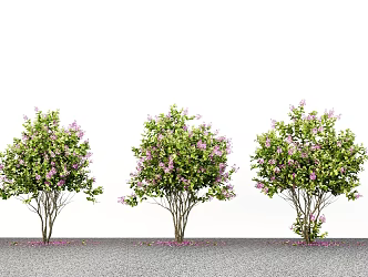 Modern Landscape Trees Courtyard Trees Street Trees Landscaping Trees 3d model