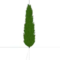 Upright Evergreen Arbor with Dense Green Foliage and Gravel Mulch in Garden Landscaping