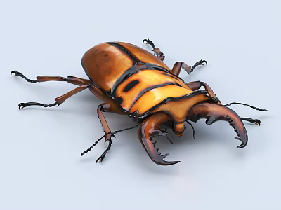 spade beetle iron beetle beetle beetle insect 3d model spade beetle iron beetle beetle beetle insect 3d model