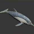 Blue And White Dolphin Model With Glossy Surface And Detailed Design On Gray Background